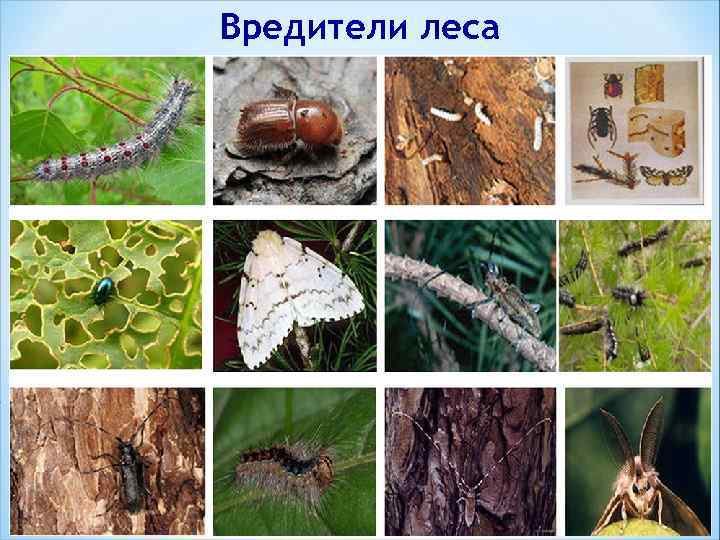 Вредители леса 