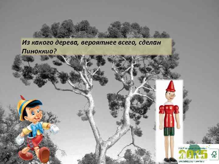 Из какого дерева, вероятнее всего, сделан Пиноккио? 
