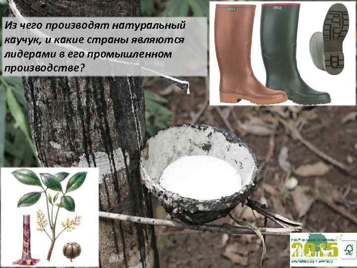 Из чего производят натуральный каучук, и какие страны являются лидерами в его промышленном производстве?
