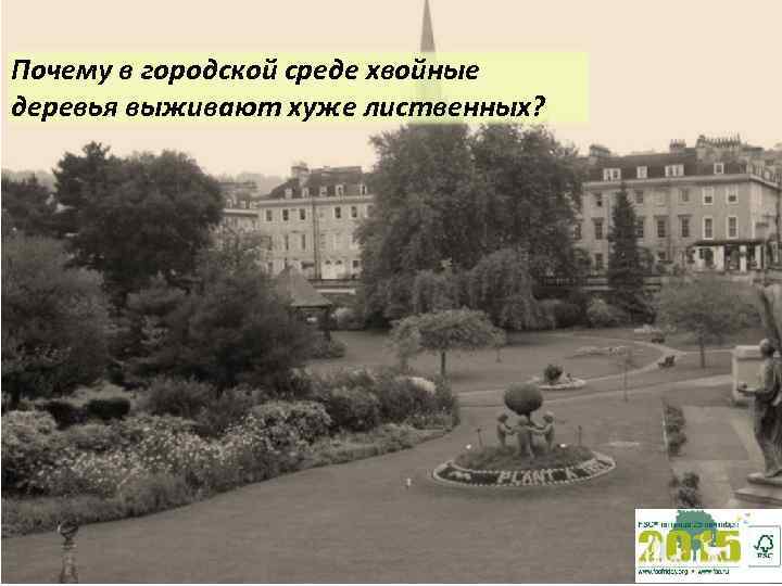 Почему в городской среде хвойные деревья выживают хуже лиственных? 