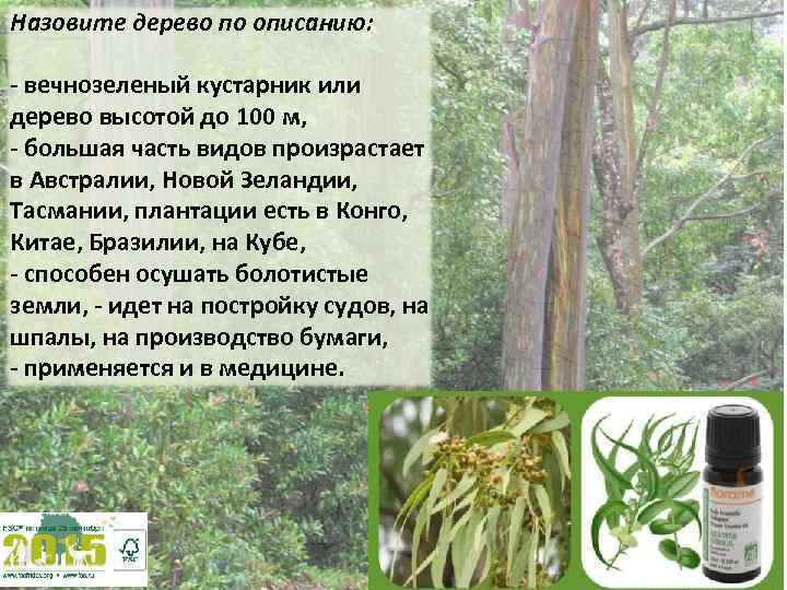 Назовите дерево по описанию: - вечнозеленый кустарник или дерево высотой до 100 м, -