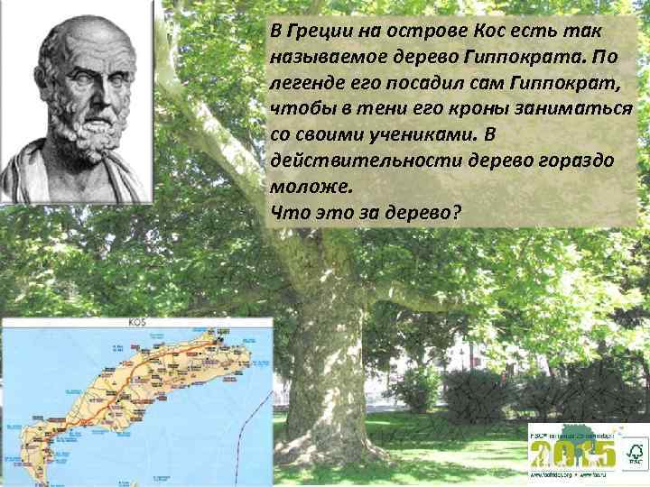 В Греции на острове Кос есть так называемое дерево Гиппократа. По легенде его посадил