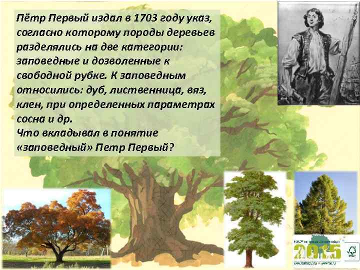 Пётр Первый издал в 1703 году указ, согласно которому породы деревьев разделялись на две