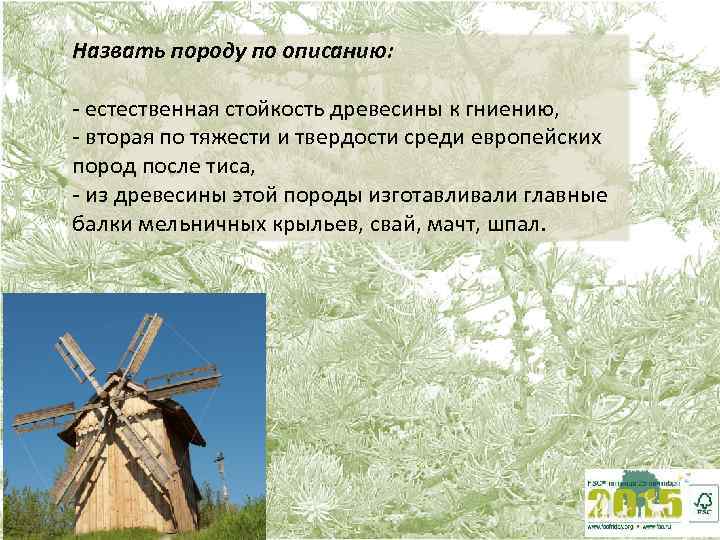 Назвать породу по описанию: - естественная стойкость древесины к гниению, - вторая по тяжести