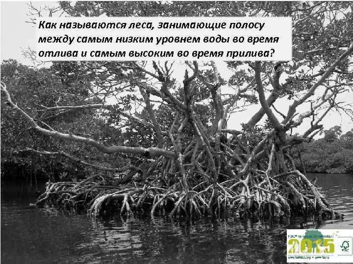Как называются леса, занимающие полосу между самым низким уровнем воды во время отлива и