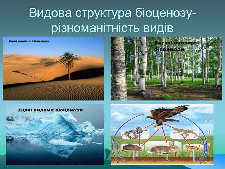 Видова структура біоценозурізноманітність видів 