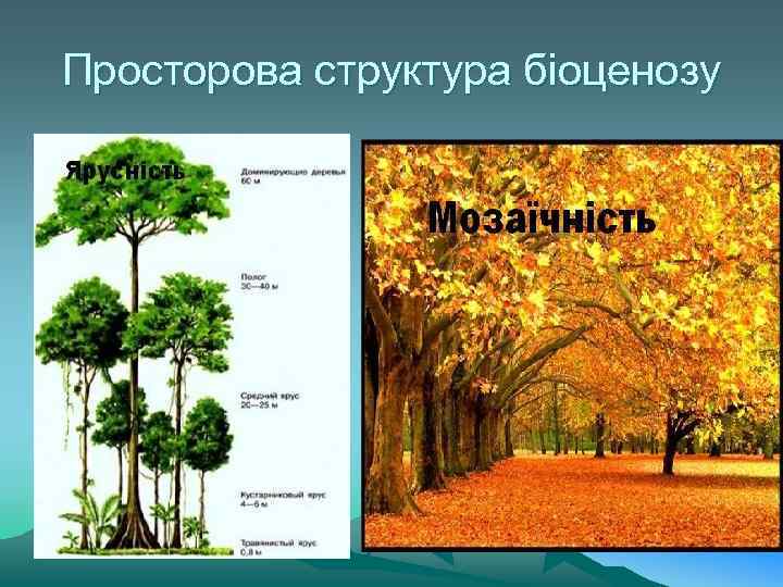 Просторова структура біоценозу 