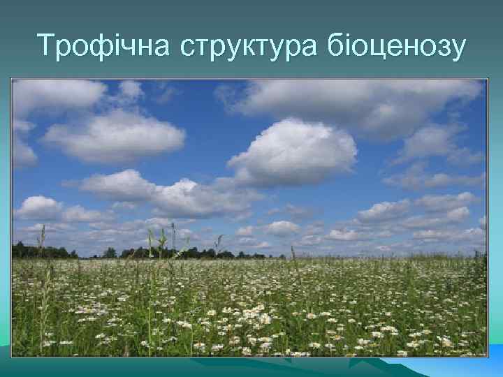 Трофічна структура біоценозу 
