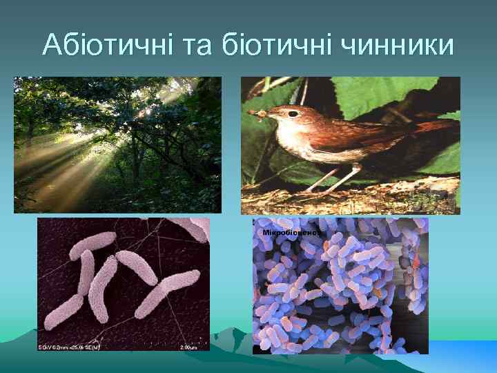 Абіотичні та біотичні чинники 