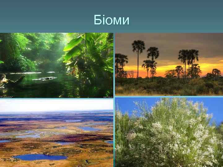 Біоми 