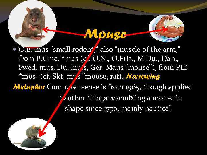 Mouse O. E. mus "small rodent, " also "muscle of the arm, " from