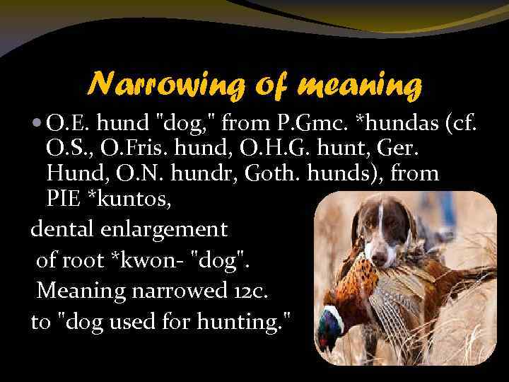 Narrowing of meaning O. E. hund "dog, " from P. Gmc. *hundas (cf. O.