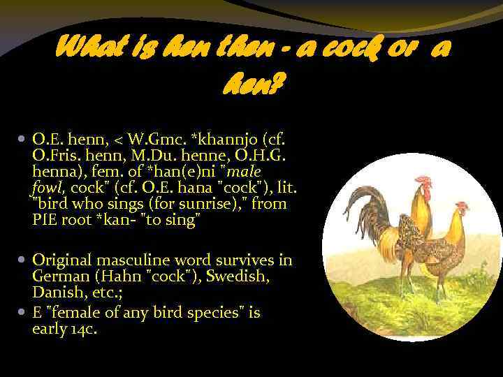 What is hen then - a cock or a hen? O. E. henn, <
