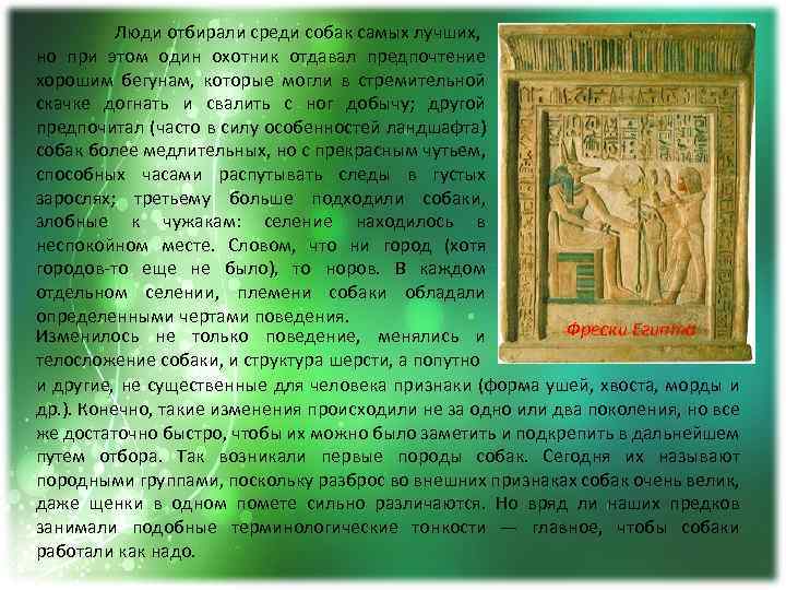 Люди отбирали среди собак самых лучших, но при этом один охотник отдавал предпочтение хорошим