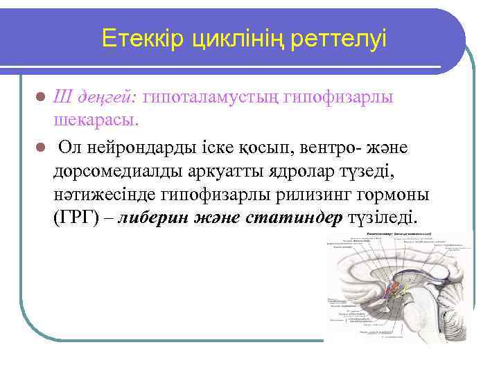 Етеккір циклінің реттелуі III деңгей: гипоталамустың гипофизарлы шекарасы. l Ол нейрондарды іске қосып, вентро-