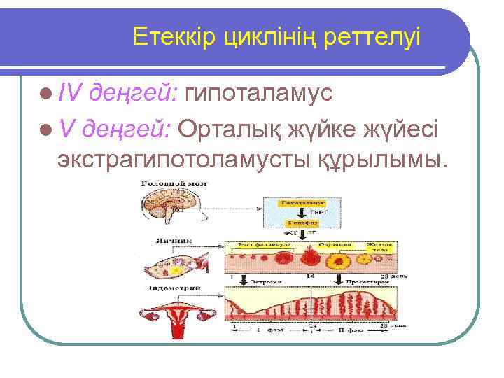 Етеккір циклінің реттелуі l IV деңгей: гипоталамус l V деңгей: Орталық жүйке жүйесі экстрагипотоламусты