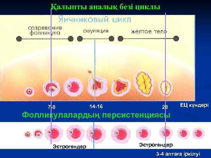 Қалыпты аналық безі циклы Эстрогены 7 -8 Прогестерон 14 -16 28 ЕЦ күндері Фолликулалардың