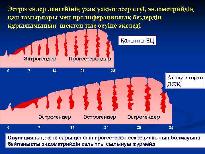 Эстрогендер деңгейінің ұзақ уақыт әсер етуі, эндометрийдің қан тамырлары мен пролиферациялық бездердің құрылымының шектен