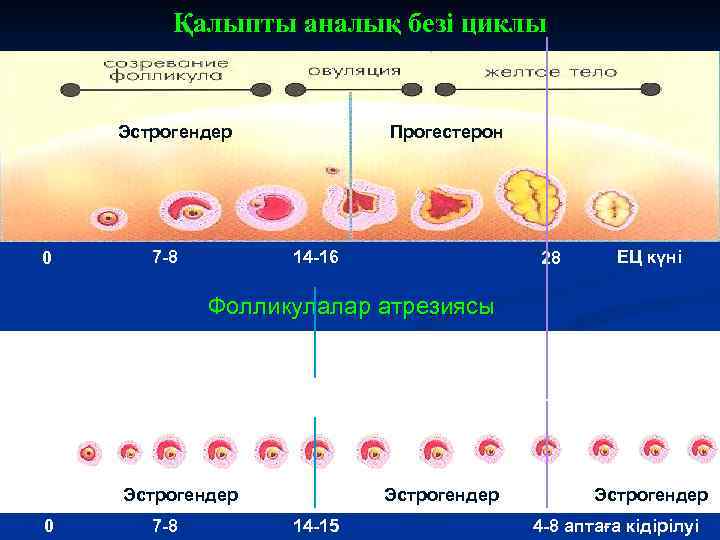 Қалыпты аналық безі циклы Эстрогендер 0 7 -8 Прогестерон 14 -16 28 ЕЦ күні