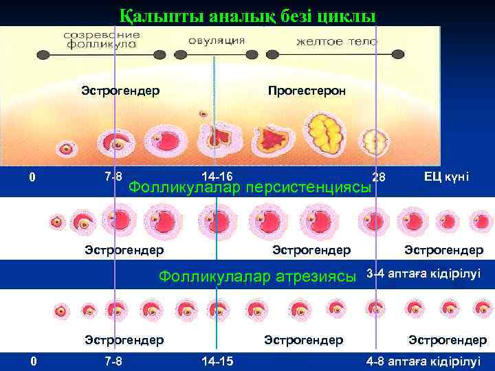 Қалыпты аналық безі циклы Эстрогендер 0 7 -8 Прогестерон 14 -16 28 Фолликулалар персистенциясы