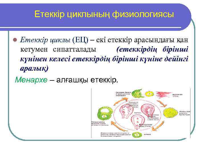 Етеккір циклының физиологиясы Етеккір циклы (ЕЦ) – екі етеккір арасындағы қан кетумен сипатталады (етеккірдің