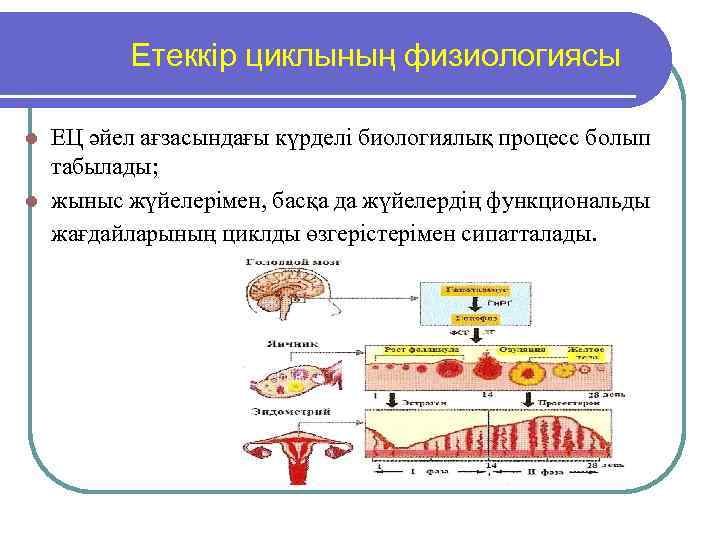 Етеккір циклының физиологиясы ЕЦ әйел ағзасындағы күрделі биологиялық процесс болып табылады; l жыныс жүйелерімен,