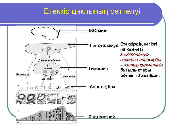 Етеккір циклының реттелуі Бас миы Гипоталамус Етеккірдің негізгі патогенезі гипотоламусгипофиз-аналық без – жатыр қызметінің