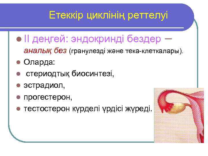Етеккір циклінің реттелуі l II деңгей: эндокринді бездер – аналық без (гранулезді және тека-клеткалары).