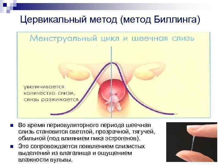 Цервикальный метод (метод Биллинга) n n Во время периовуляторного периода шеечная слизь становится светлой,