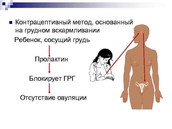 Контрацептивный метод, основанный на грудном вскармливании Ребенок, сосущий грудь n Пролактин Блокирует ГРГ Отсутствие