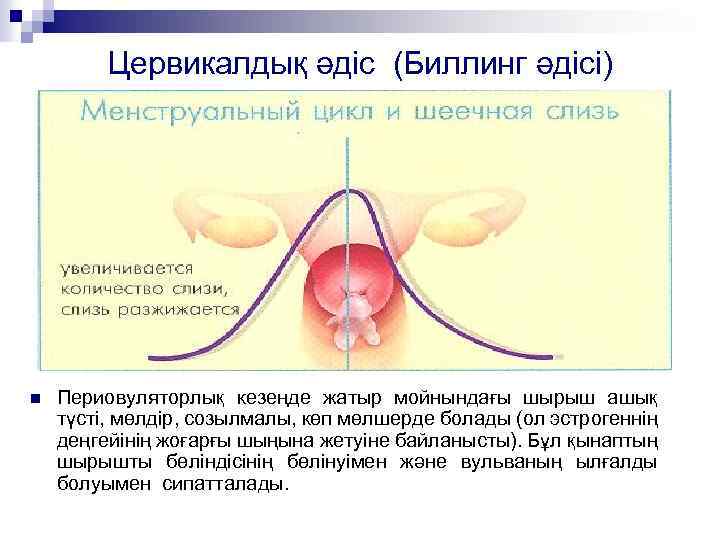Цервикалдық әдіс (Биллинг әдісі) n Периовуляторлық кезеңде жатыр мойнындағы шырыш ашық түсті, мөлдір, созылмалы,