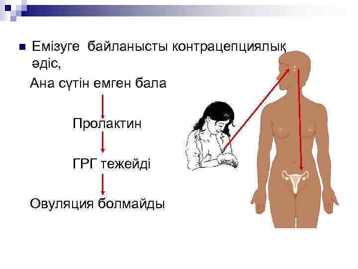Емізуге байланысты контрацепциялық әдіс, Ана сүтін емген бала n Пролактин ГРГ тежейді Овуляция болмайды