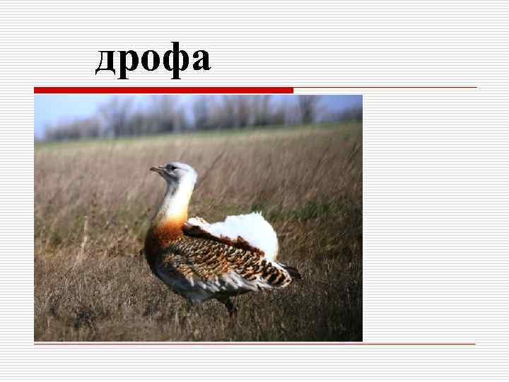 дрофа 