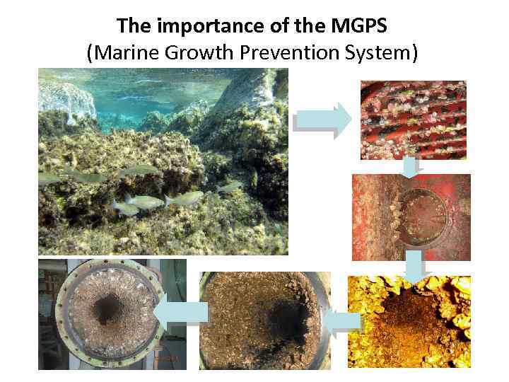 The importance of the MGPS (Marine Growth Prevention System) 