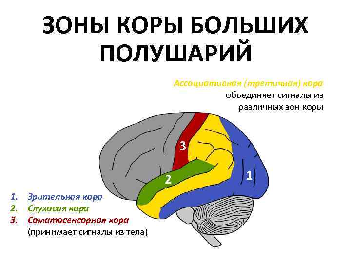 Ассоциативные зоны коры больших. Первичная слуховая область коры больших полушарий:. Слуховая зона коры головного мозга. Ассоциативные зоны коры.