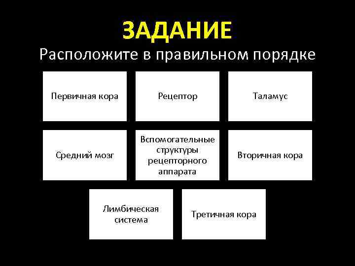 ЗАДАНИЕ Расположите в правильном порядке Первичная кора Рецептор Таламус Средний мозг Вспомогательные структуры рецепторного