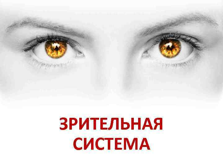 ЗРИТЕЛЬНАЯ СИСТЕМА 