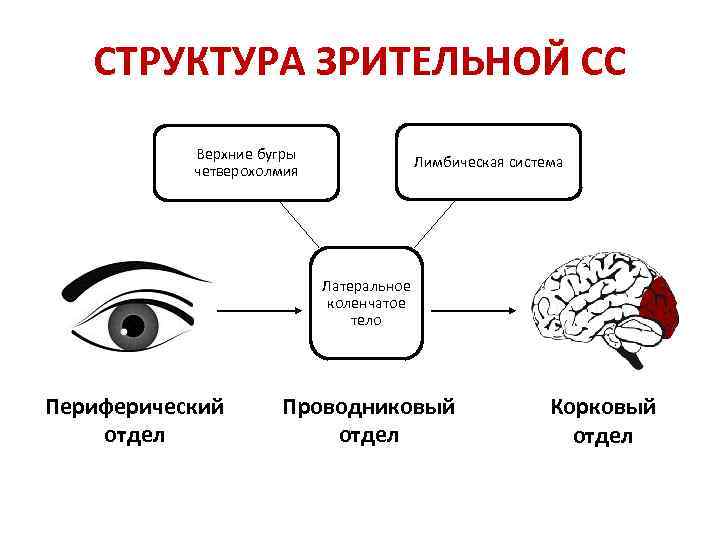 Физиология сенсорных систем презентация