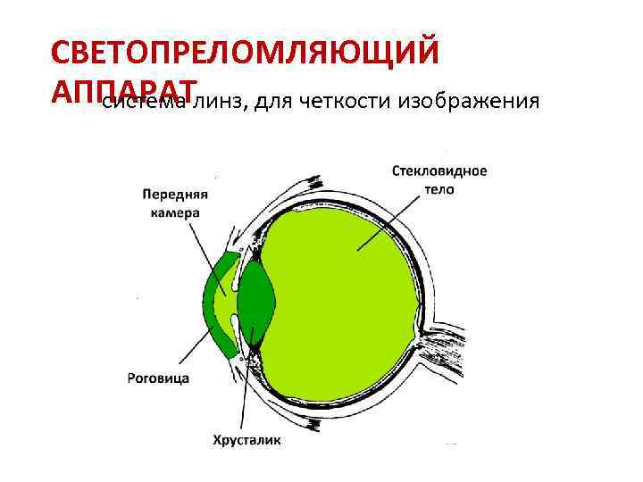 Среде глаз. Светопреломляющие среды глазного яблока. Оптическая система глаз светопреломляющий аппарат. Светопреломляющие структуры глаза. Светопреломляющие структуры глаза человека.