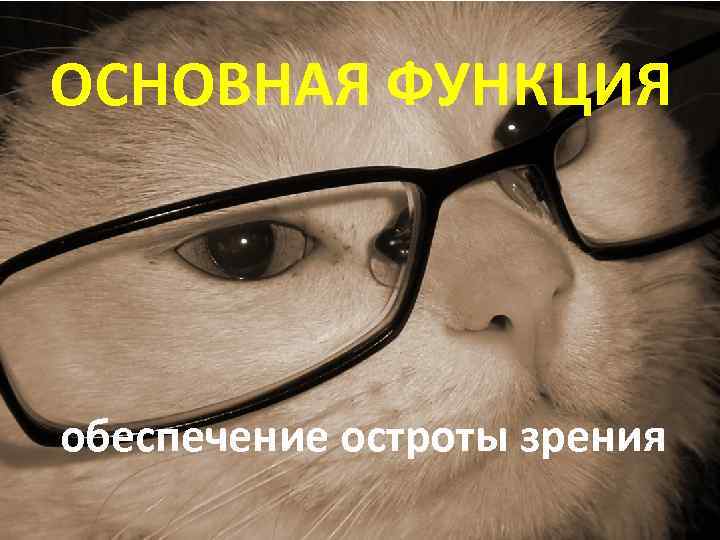 ОСНОВНАЯ ФУНКЦИЯ обеспечение остроты зрения 