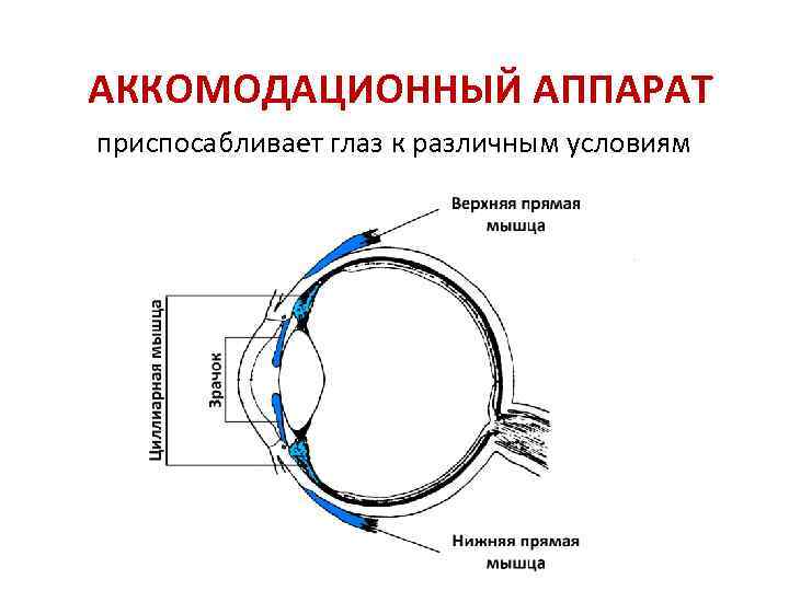 Схема аккомодационного рефлекса