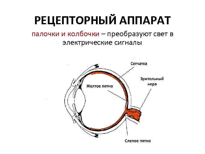 РЕЦЕПТОРНЫЙ АППАРАТ палочки и колбочки – преобразуют свет в электрические сигналы 