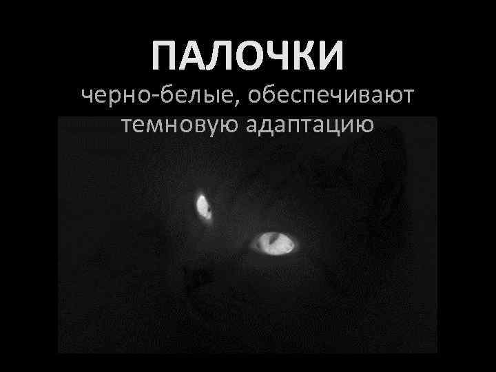 ПАЛОЧКИ черно-белые, обеспечивают темновую адаптацию 