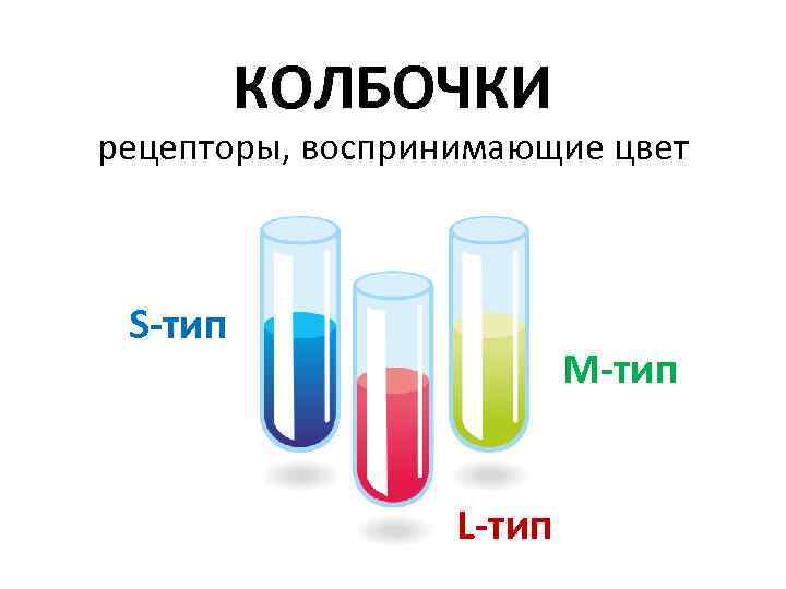 КОЛБОЧКИ рецепторы, воспринимающие цвет S-тип M-тип L-тип 