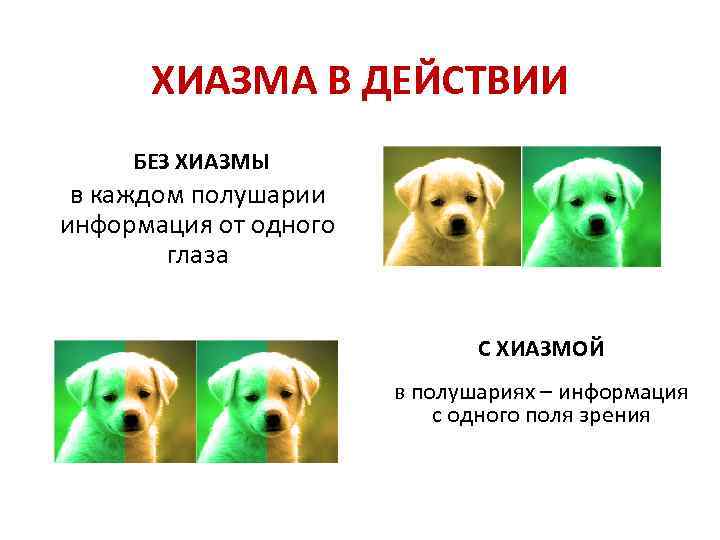 ХИАЗМА В ДЕЙСТВИИ БЕЗ ХИАЗМЫ в каждом полушарии информация от одного глаза С ХИАЗМОЙ