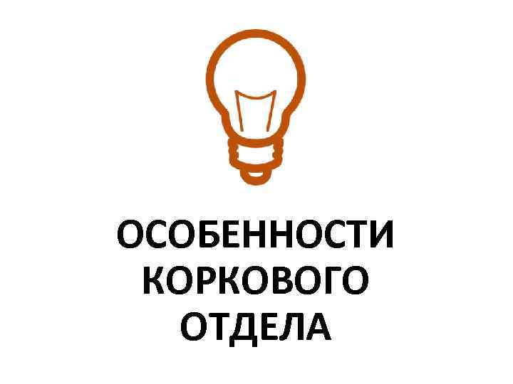 ОСОБЕННОСТИ КОРКОВОГО ОТДЕЛА 