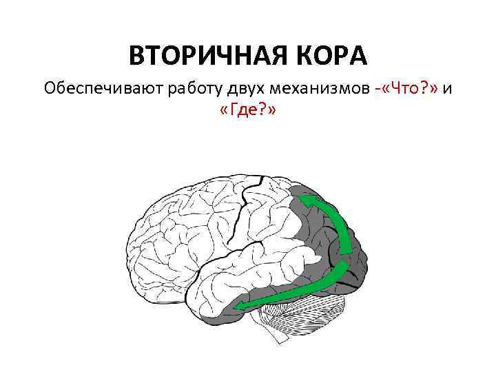 ВТОРИЧНАЯ КОРА Обеспечивают работу двух механизмов - «Что? » и «Где? » 