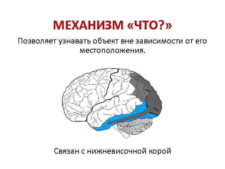 МЕХАНИЗМ «ЧТО? » Позволяет узнавать объект вне зависимости от его местоположения. Связан с нижневисочной