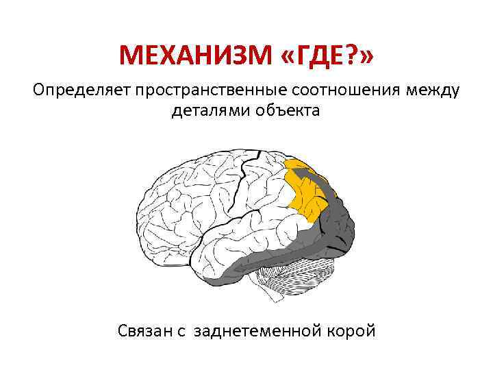 МЕХАНИЗМ «ГДЕ? » Определяет пространственные соотношения между деталями объекта Связан с заднетеменной корой 