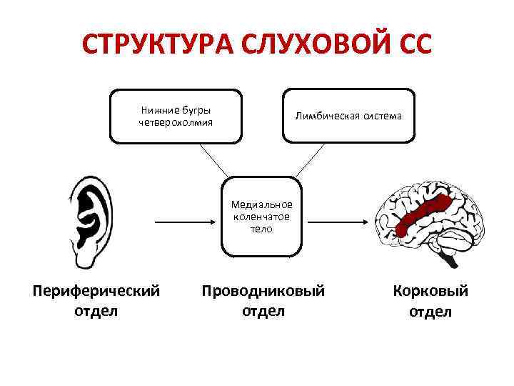 СТРУКТУРА СЛУХОВОЙ СС Нижние бугры четверохолмия Лимбическая система Медиальное коленчатое тело Периферический отдел Проводниковый